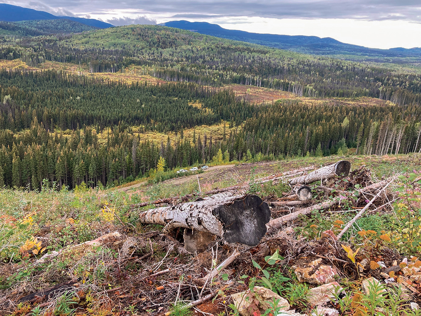 ペレット企業によって伐採されたカナダの老齢林